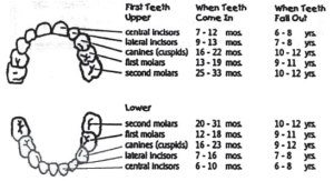 chart of baby teeth eruption schedule from your port Coquitlam dentist